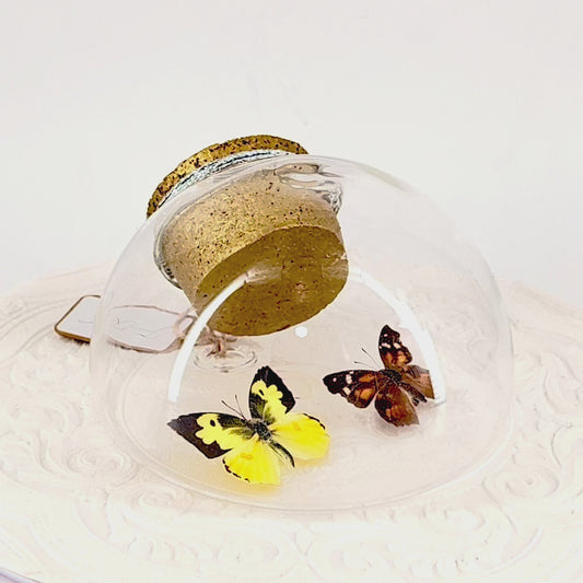 Droplet | California Dogface & American Snout Butterflies | Yellow Black Orange Brown Spots | Tabletop or Wall Hanging Display