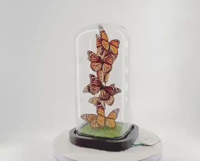 Small Centerpiece | Monarch | Orange Black | Flutter by Katie | Handmade Butterfly Sculpture Art | Taxidermy | Home Decor | North America