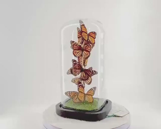 Small Centerpiece | Monarch | Orange Black | Flutter by Katie | Handmade Butterfly Sculpture Art | Taxidermy | Home Decor | North America