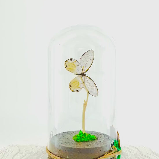 Large Pendant | Amber Phantom | Glasswing | Transparent | Flutter by Katie | Handmade Butterfly Sculpture Art |  Home Decor | Peru