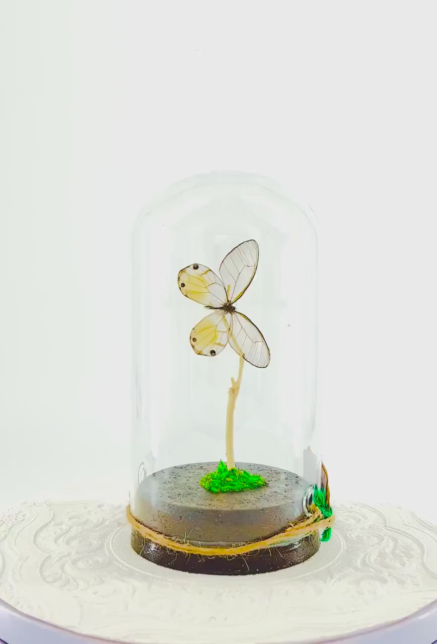 Large Pendant | Amber Phantom | Glasswing | Transparent | Flutter by Katie | Handmade Butterfly Sculpture Art |  Home Decor | Peru