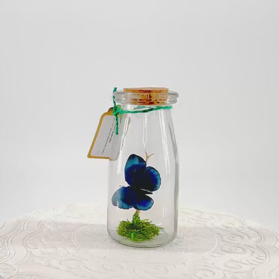 Accent | Centerpiece | Blue Glory | Green | Flutter by Katie | Butterfly Display | Handmade | Real Butterflies | Home Decor South America