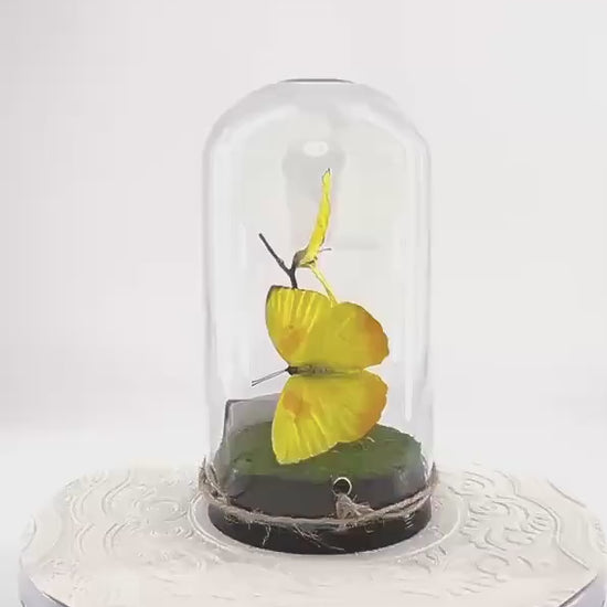 Large Pendant | Hang or Tabletop Centerpiece | Double Orange-barred Sulphur | Yellow | Flutter by Katie Butterfly Sculpture Art | N America