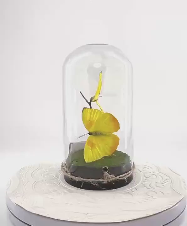 Large Pendant | Hang or Tabletop Centerpiece | Double Orange-barred Sulphur | Yellow | Flutter by Katie Butterfly Sculpture Art | N America