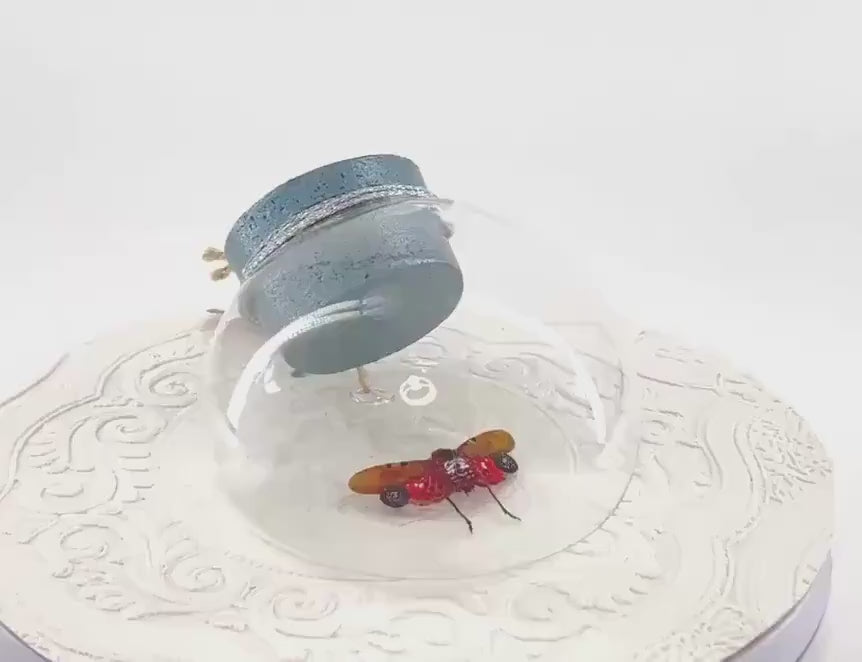 Droplet | Tabletop Wall Hanging | Spotted Lanternfly | Red Black | Flutter by Katie | Butterfly Sculpture Art Display | Glass Bubble | USA