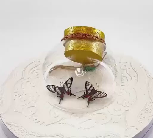 Droplet | Tabletop Wall Hanging | Double Invisible Angel | Black | Flutter by Katie | Butterfly Sculpture Art Display| Glass Bubble | Brazil