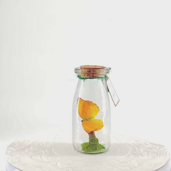 Accent | Centerpiece | Apricot Sulphur | Yellow | Flutter by Katie | Butterflyt Display | Handmade | Real Butterflies | Decor| South America