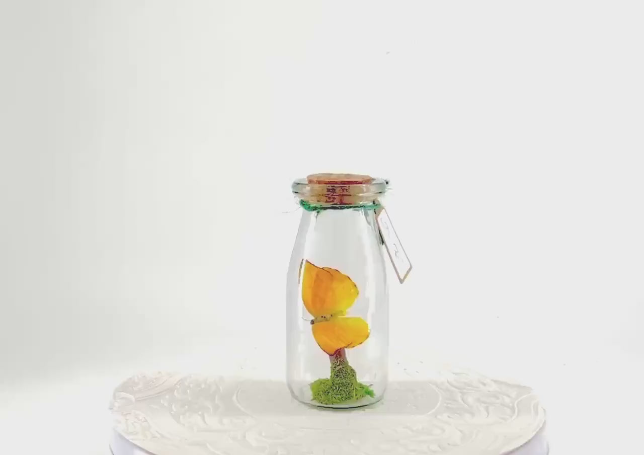 Accent | Centerpiece | Apricot Sulphur | Yellow | Flutter by Katie | Butterflyt Display | Handmade | Real Butterflies | Decor| South America