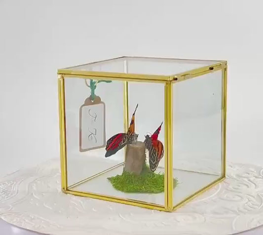 The Cube | Centerpiece | Cynosura Numbering | Red and Black | Butterfly Display | Flutter by Katie | Glass Cube | Handmade | South America