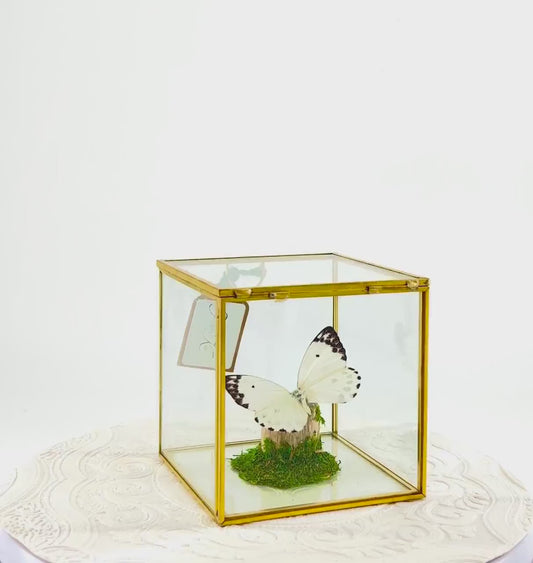 The Cube | Centerpiece | Calypso | White Black polkadots | Handmade Butterfly Sculpture Art | Flutter by Katie | Glass Cube | Central Africa