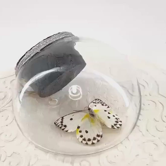 Droplet | Tabletop Wall Hanging | Calypso | White Black Polkadots | Butterfly Sculpture Art Display | Glass Bubble | Central Africa