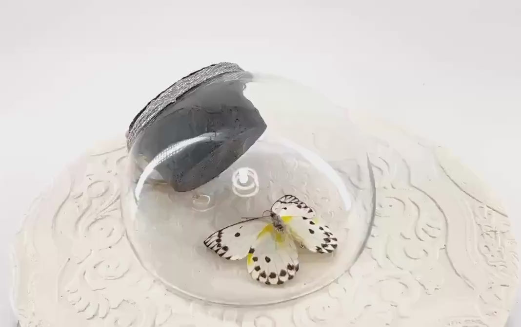 Droplet | Tabletop Wall Hanging | Calypso | White Black Polkadots | Butterfly Sculpture Art Display | Glass Bubble | Central Africa