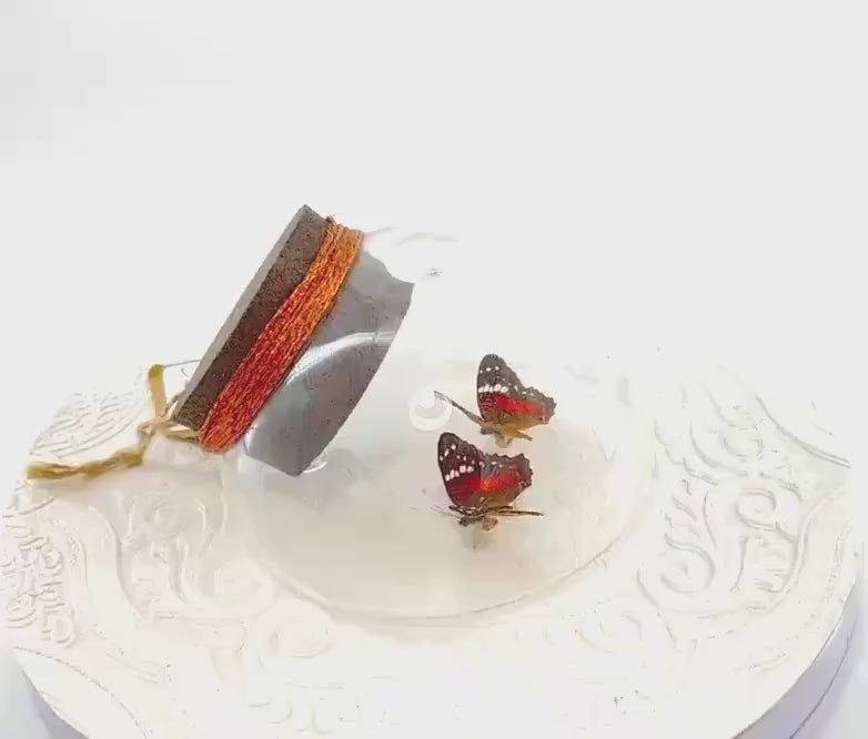 Droplet | Tabletop Wall Hanging | Double Scarlet Peacock | Red Brown | Flutter by Katie | Butterfly Sculpture Art | Glass Bubble | S America