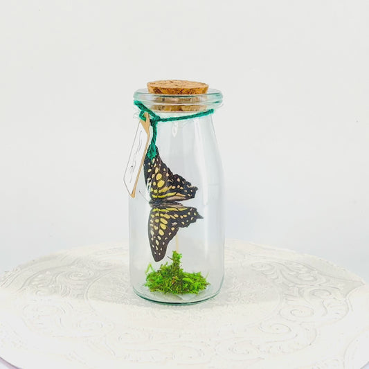 Accent Jar | Agamemnon | Green Black | Tabletop Display