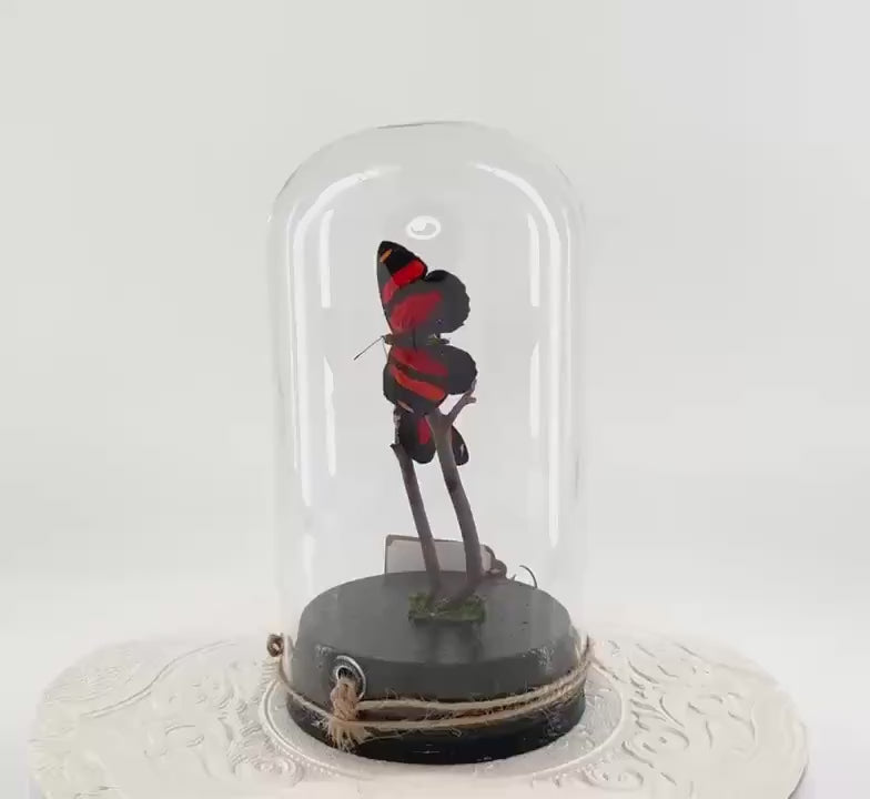 Large Pendant | Centerpiece | Double Cynosura Numberwing | Red Black | Flutter by Katie | Butterfly Sculpture Art | South America