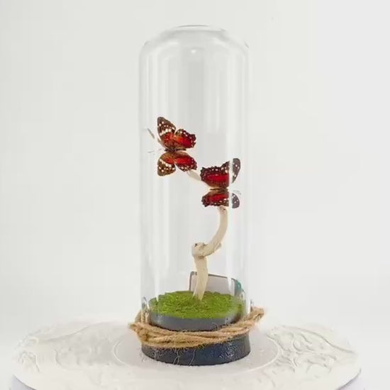 Pendant | Centerpiece | Double Scarlet Peacock | Red Brown | Flutter by Katie | Butterfly Display | Sculpture Art | Handmade | South America