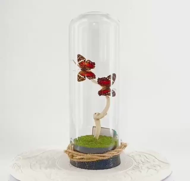 Pendant | Centerpiece | Double Scarlet Peacock | Red Brown | Flutter by Katie | Butterfly Display | Sculpture Art | Handmade | South America
