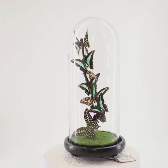 Medium Centerpiece | Agamemnon | Blue Triangle | Green Blue | Flutter by Katie | Butterfly Taxidermy | Handmade Sculpture Art | Philippines
