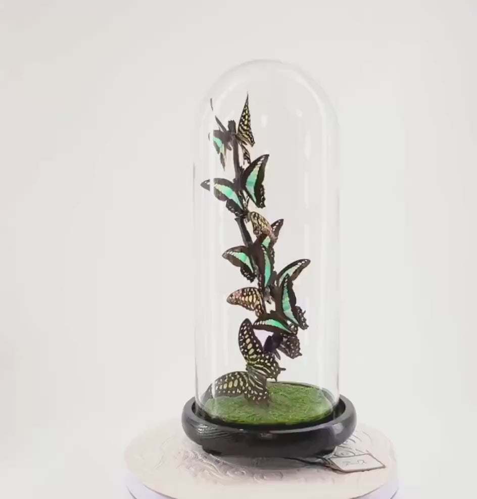 Medium Centerpiece | Agamemnon | Blue Triangle | Green Blue | Flutter by Katie | Butterfly Taxidermy | Handmade Sculpture Art | Philippines