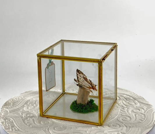 The Cube | Centerpiece | Common Map | Brown White | Butterfly Display | Flutter by Katie | Glass Cube | Handmade Sculpture Art | SE Asia