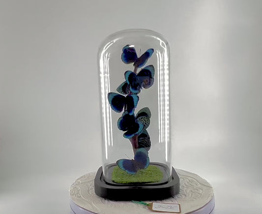 Small Centerpiece | Blue Glory Butterfly | Blue | Flutter by Katie | Handmade Butterfly Sculpture Art | Taxidermy | Home Decor | Peru