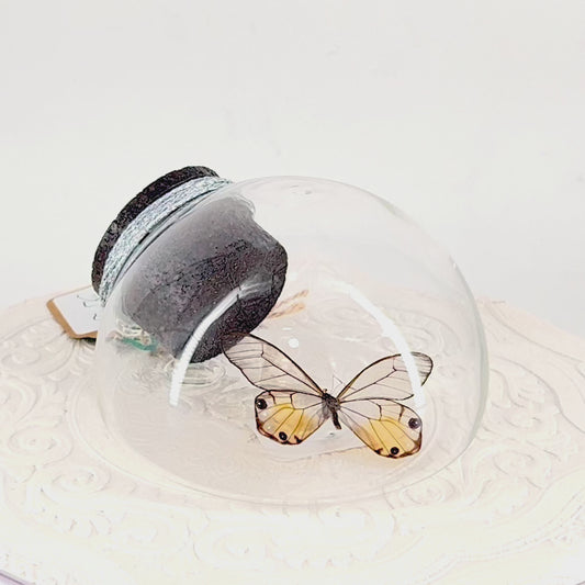 Droplet | Amber Phantom | Glasswing Butterfly | Rusty Orange | Translucent | Tabletop or Wall Hanging Display (Copy)