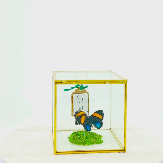 The Cube | Centerpiece | Aegina Numberwing | Blue Yellow Stripes | Handmade Butterfly Sculpture Art | Flutter by Katie | Glass Cube | Peru