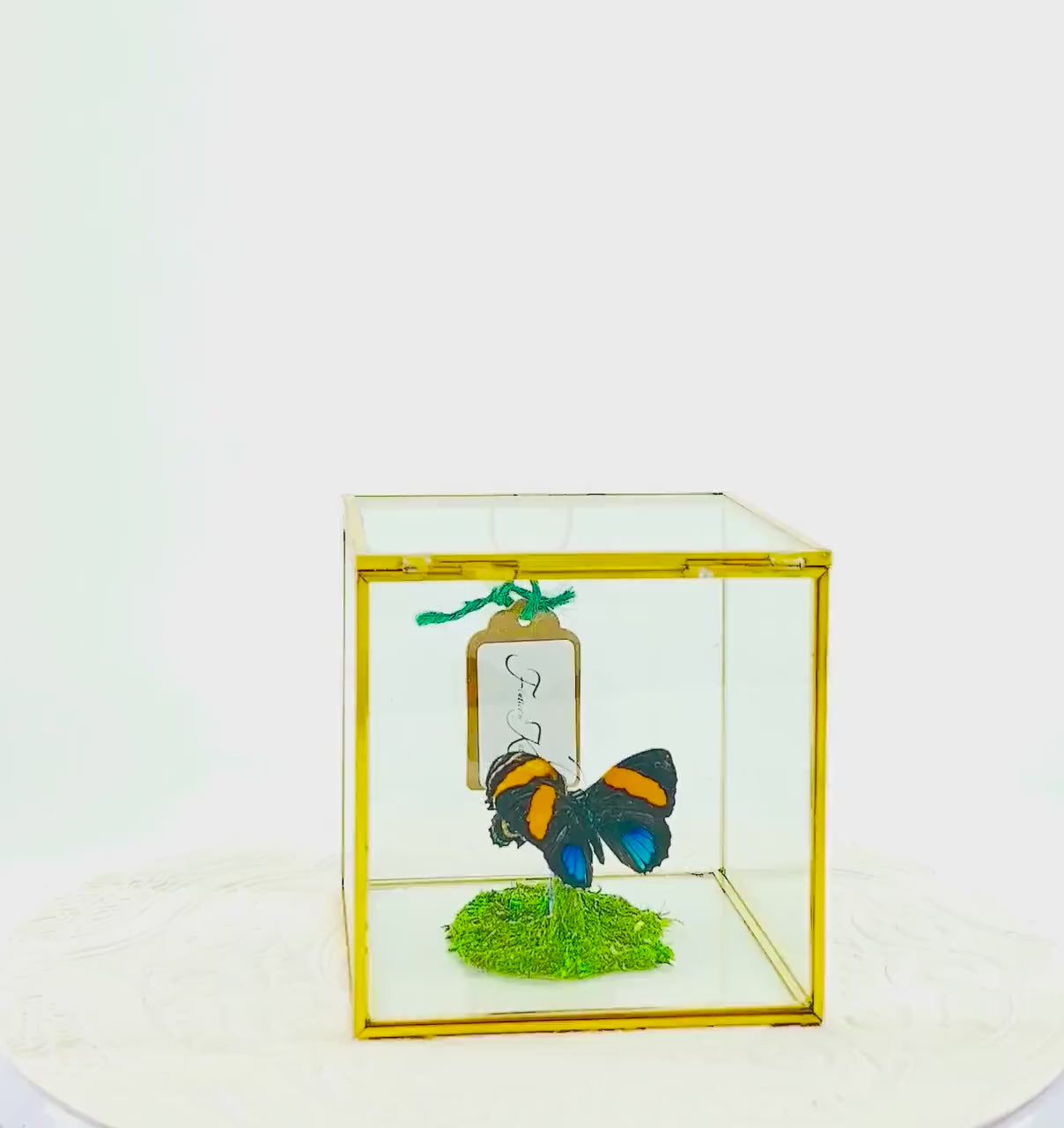 The Cube | Centerpiece | Aegina Numberwing | Blue Yellow Stripes | Handmade Butterfly Sculpture Art | Flutter by Katie | Glass Cube | Peru