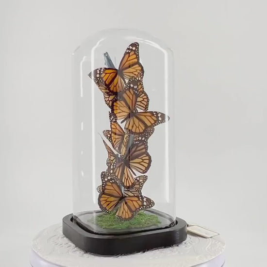 Small Centerpiece | Monarch | Flutter by Katie | Butterfly Display | Handmade | Real Butterflies | North American Butterflies | Black Orange