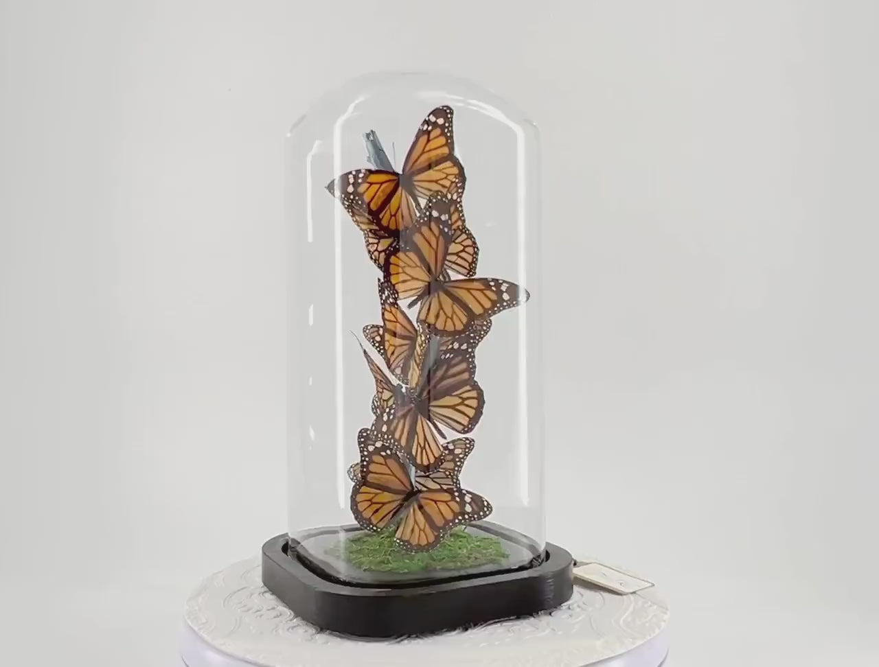 Small Centerpiece | Monarch | Flutter by Katie | Butterfly Display | Handmade | Real Butterflies | North American Butterflies | Black Orange