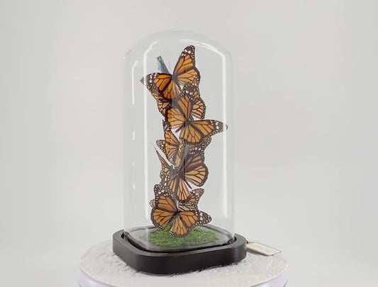Small Centerpiece | Monarch | Flutter by Katie | Butterfly Display | Handmade | Real Butterflies | North American Butterflies | Black Orange