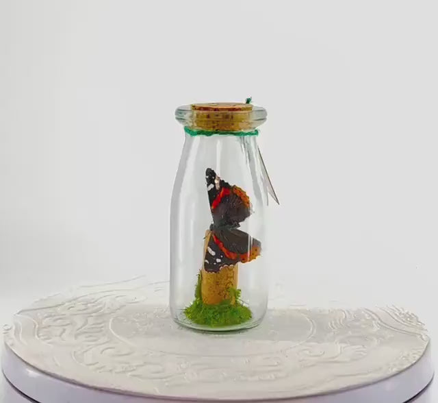 Accent | Centerpiece | Red Admiral Orange Black | Flutter by Katie | Butterflyt Display | Handmade | Real Butterflies | Decor| New York USA