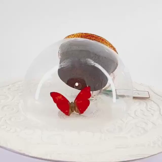 Droplet | Tabletop | Wall Hanging | Red Glider | Africa | Flutter by Katie | Butterfly Sculpture Art | Butterfly Display | Glass Bubble