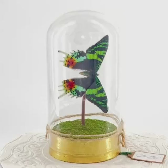 Large Pendant | Centerpiece | Sunset Moth | Rainbow | Green Yellow | Flutter by Katie | Sculpture Art | Butterfly Display | Madagascar