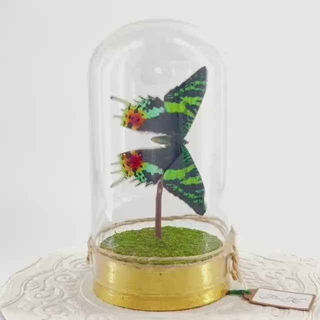 Large Pendant | Centerpiece | Sunset Moth | Rainbow | Green Yellow | Flutter by Katie | Sculpture Art | Butterfly Display | Madagascar