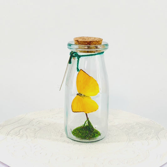 Accent Jar | Apricot Sulphur | Yellow | Tabletop Display