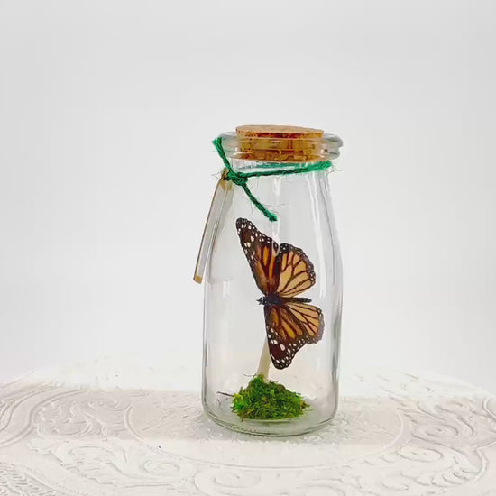 Accent | Centerpiece | Monarch | Black Orange | Flutter by Katie Butterfly Display | Handmade | Real Butterflies | Home Decor North America