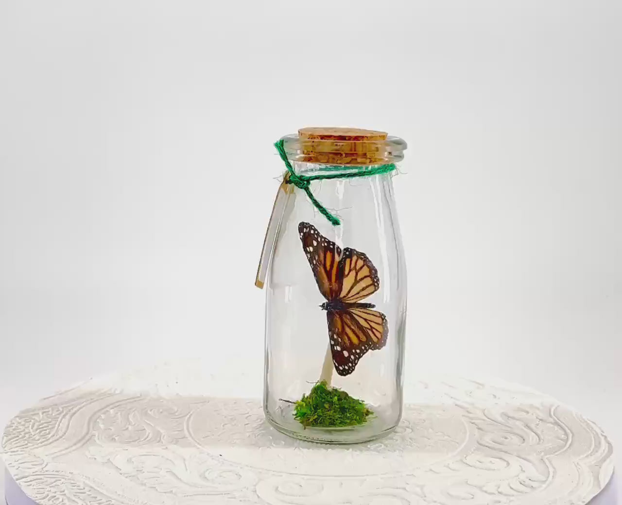 Accent | Centerpiece | Monarch | Black Orange | Flutter by Katie Butterfly Display | Handmade | Real Butterflies | Home Decor North America