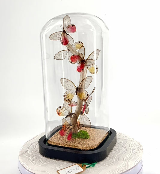 Small Centerpiece | Glasswing Butterfly | Pink and Amber Phantom | Flutter by Katie | Sculpture Art | Butterly Display | South America