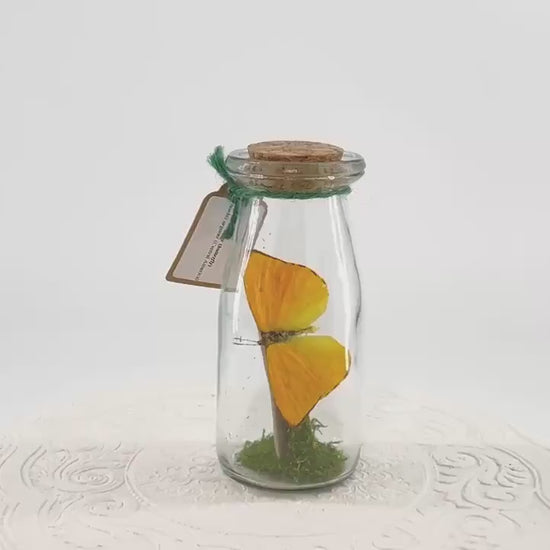 Accent | Centerpiece | Apricot Sulphur | Yellow | Flutter by Katie | Handmade Butterfly Sculpture Art | Home Decor | Central America