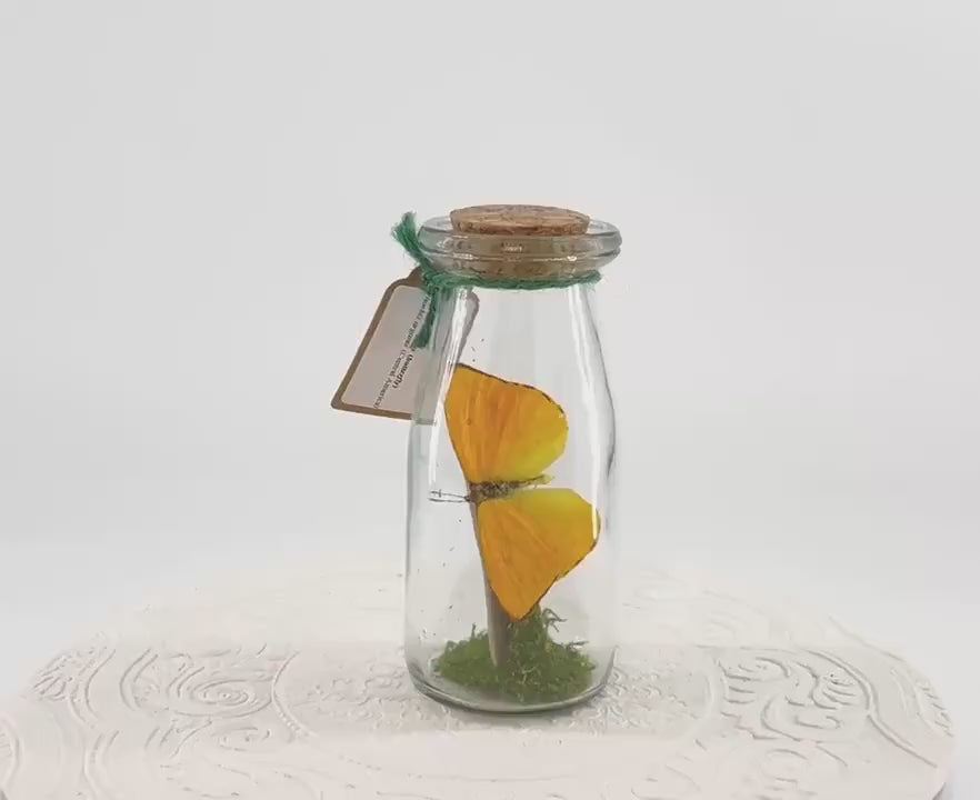 Accent | Centerpiece | Apricot Sulphur | Yellow | Flutter by Katie | Handmade Butterfly Sculpture Art | Home Decor | Central America