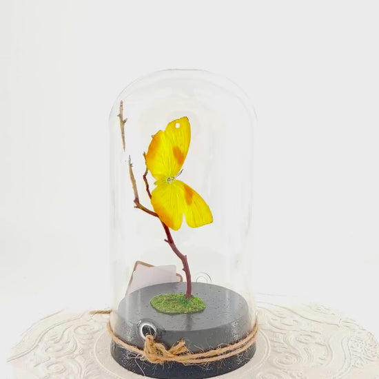 Large Pendant | Orange-barred Sulphur | Yellow | Flutter by Katie | Handmade Butterfly Sculpture Art | Home Decor | North America