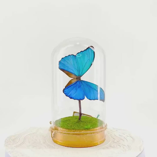 Large Pendant | Hang or Tabletop Centerpiece | Blue Morpho | Irridescent | Flutter by Katie Butterfly Sculpture Art | Home Decor | Guyana