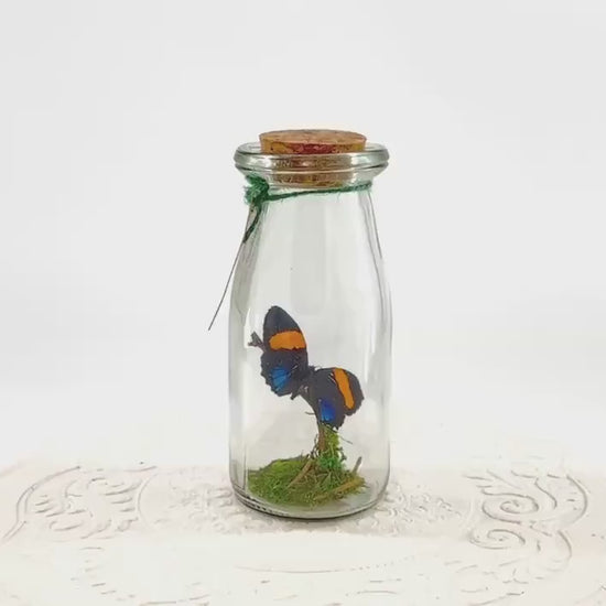 Accent | Centerpiece | Aegina Numberwing | Blue Yellow | Flutter by Katie | Handmade Butterfly Sculpture Art | Home Decor | Peru