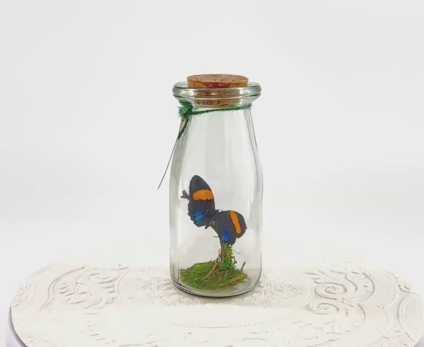 Accent | Centerpiece | Aegina Numberwing | Blue Yellow | Flutter by Katie | Handmade Butterfly Sculpture Art | Home Decor | Peru